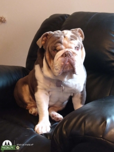 Tri lilac 16 month old beautiful English Bulldog Stud Listing Image