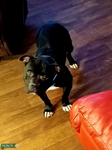 Perfect staffy Listing Image