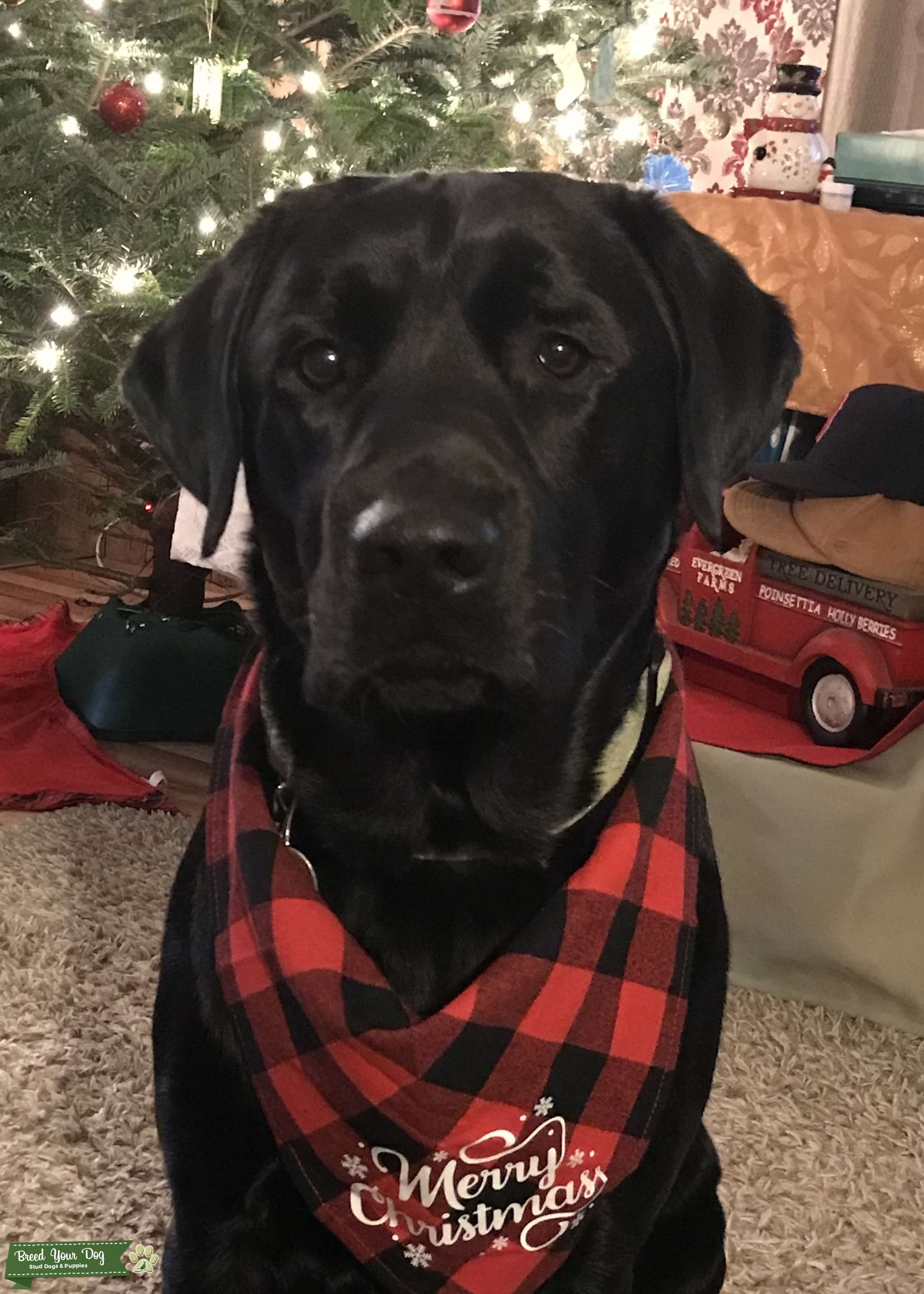 AKC Black Labrador Stud Stud Dog in New England , the United States
