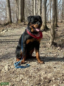 Male Rottweiler for stud  Listing Image