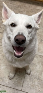 White German Shephard  Listing Image
