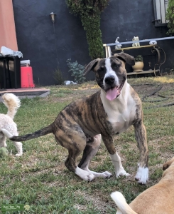 Handsome Brindle Boy - Staff/Shepherd/Hound Mix Listing Image