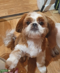 Handsome full pedigree shih tzu  Listing Image