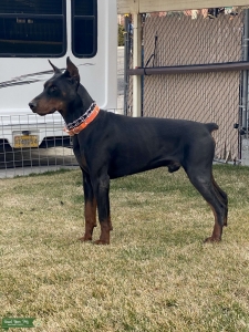 AKC European Doberman Listing Image
