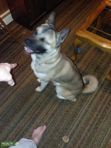 American Akita Stud/Sire Listing Image