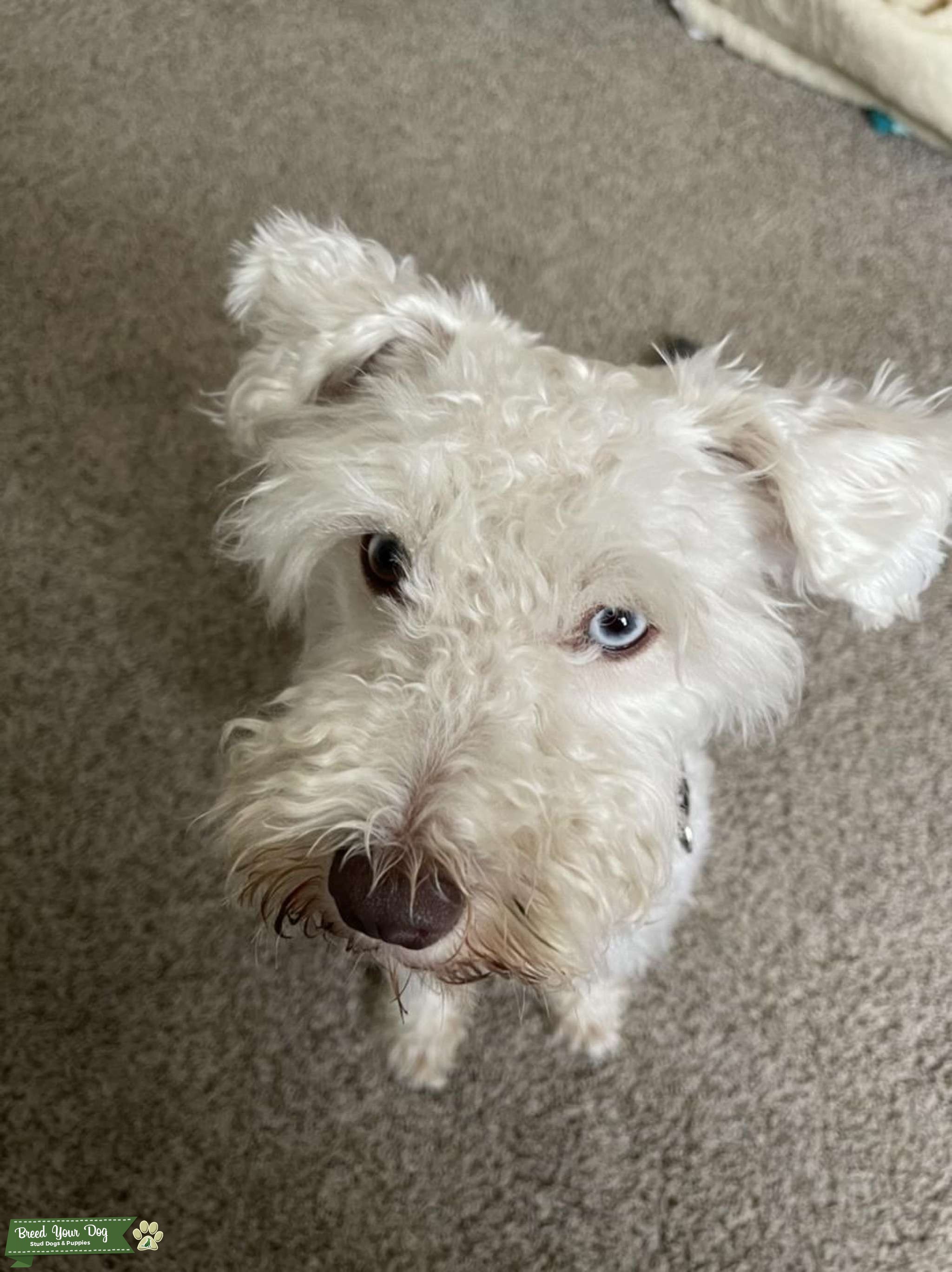 Miniature Schnauzer Stud Stud Dog Chicago, Illinois Breed Your Dog