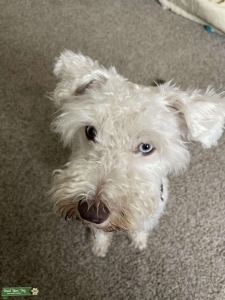 Miniature Schnauzer Stud Listing Image