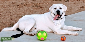 White English Labrador Listing Image