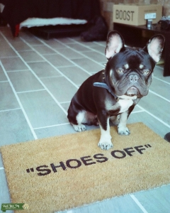 Chocolate & Tan French Bulldog Listing Image