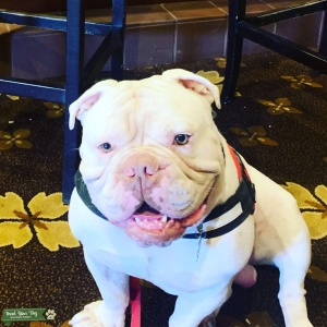 Looking for a female to breed with blue ribbon male Listing Image