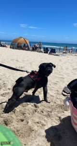 Pug Stud Listing Image