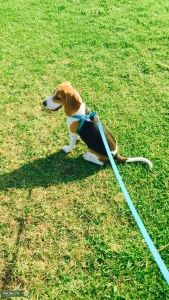 Looking for a Stud Male Pure Beagle for My Female Beagle Listing Image