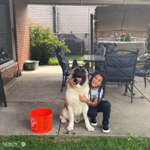 American Akita male stud  Listing Image
