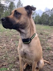German Shepherd Lab Mix Listing Image