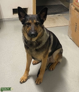 German Sheppard work breed from Russia  Listing Image