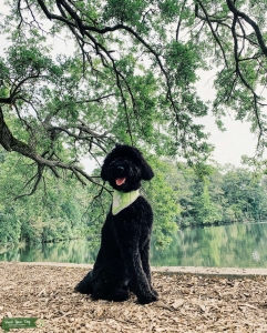 F1b Labradoodle  Listing Image