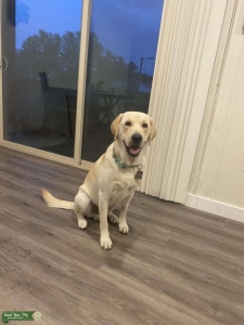 Pure breed. Yellow Labrador retriever  Listing Image
