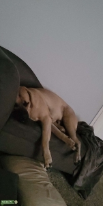 AKC registered fawn English Mastiff Listing Image
