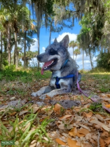 German Shepard mix Listing Image