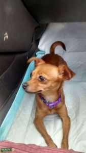 5 year old female chihuahua  Listing Image