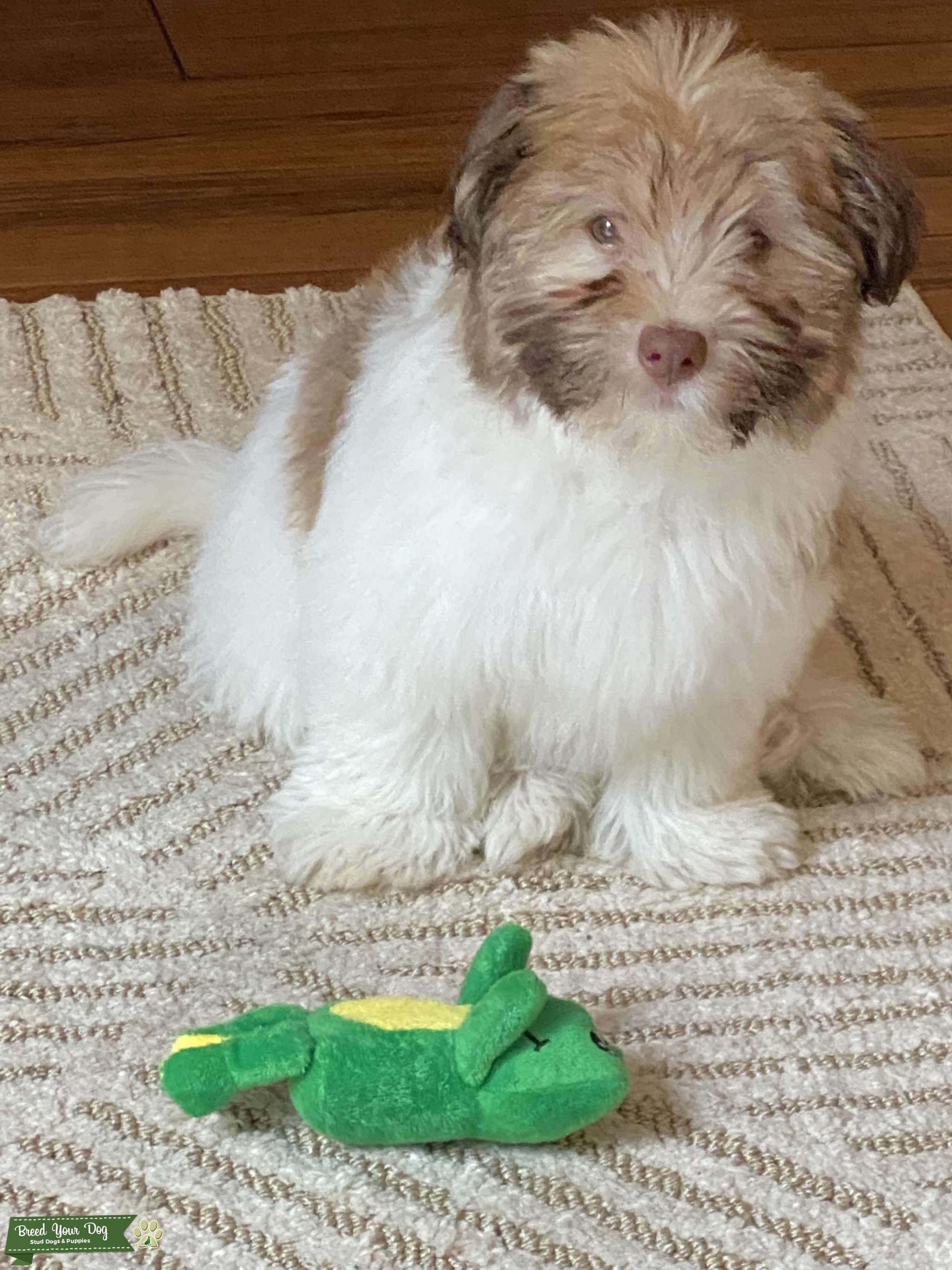 AKC Purebred Male Havanese Stud Dog in minnesota, United States