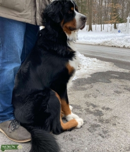 Bernese Mountain Dog Handsome Stud Listing Image