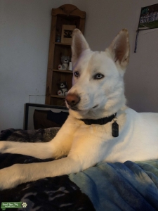 White Siberian Husky  Listing Image