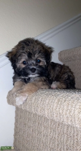 female maltipoo looking for maltipoo stud  Listing Image