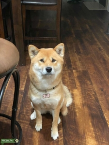 Red Sesame Shiba Inu Listing Image