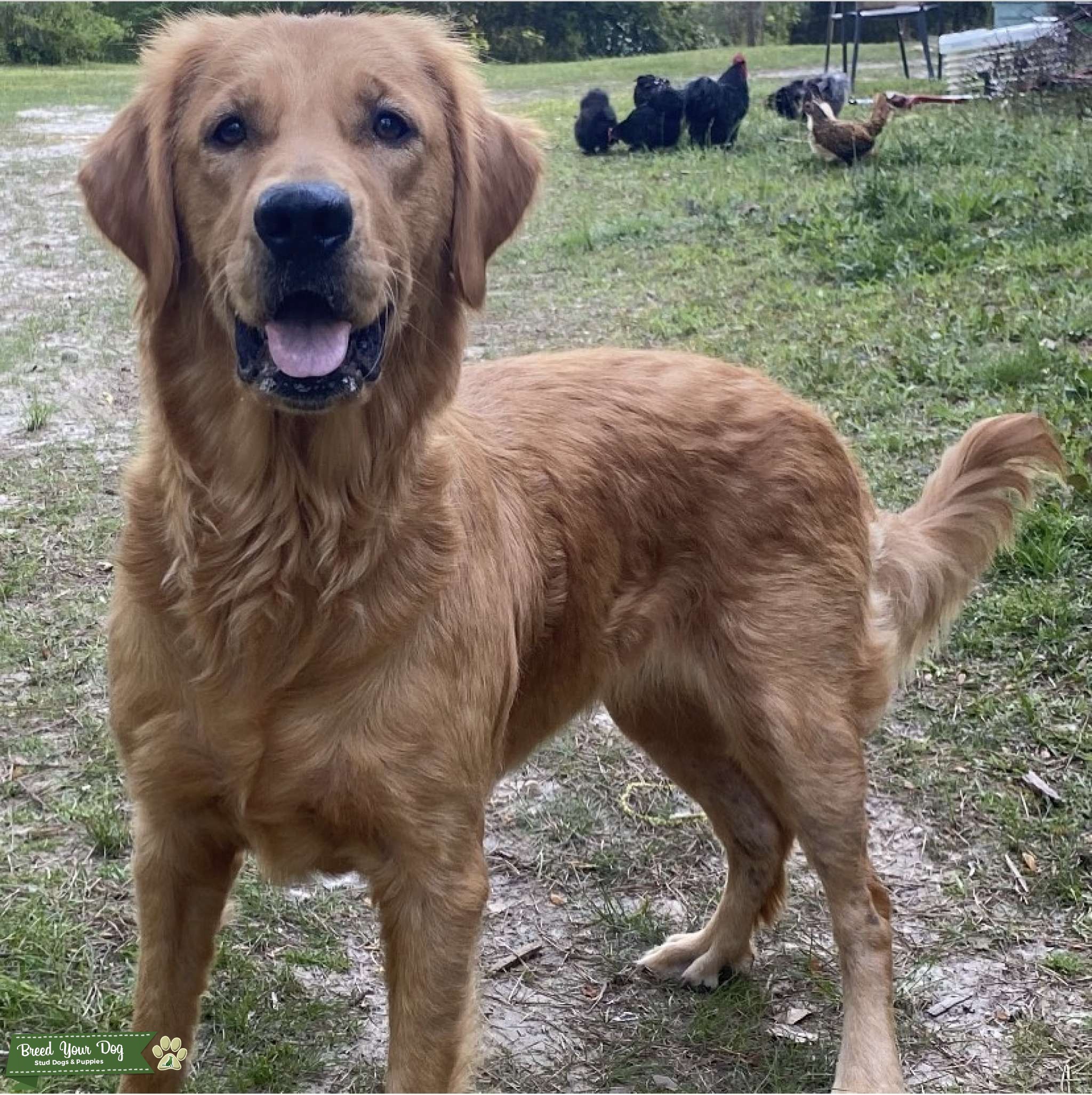 Golden Retriever Female for breeding Stud Dog in Dallas, GA, United