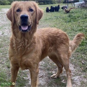 Golden Retriever Female for breeding Listing Image