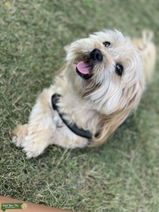 Looking for English bull dog to mate with Listing Image