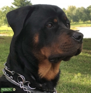 Handsome Protective Man Dog for Stud-Champion Blood Line Listing Image