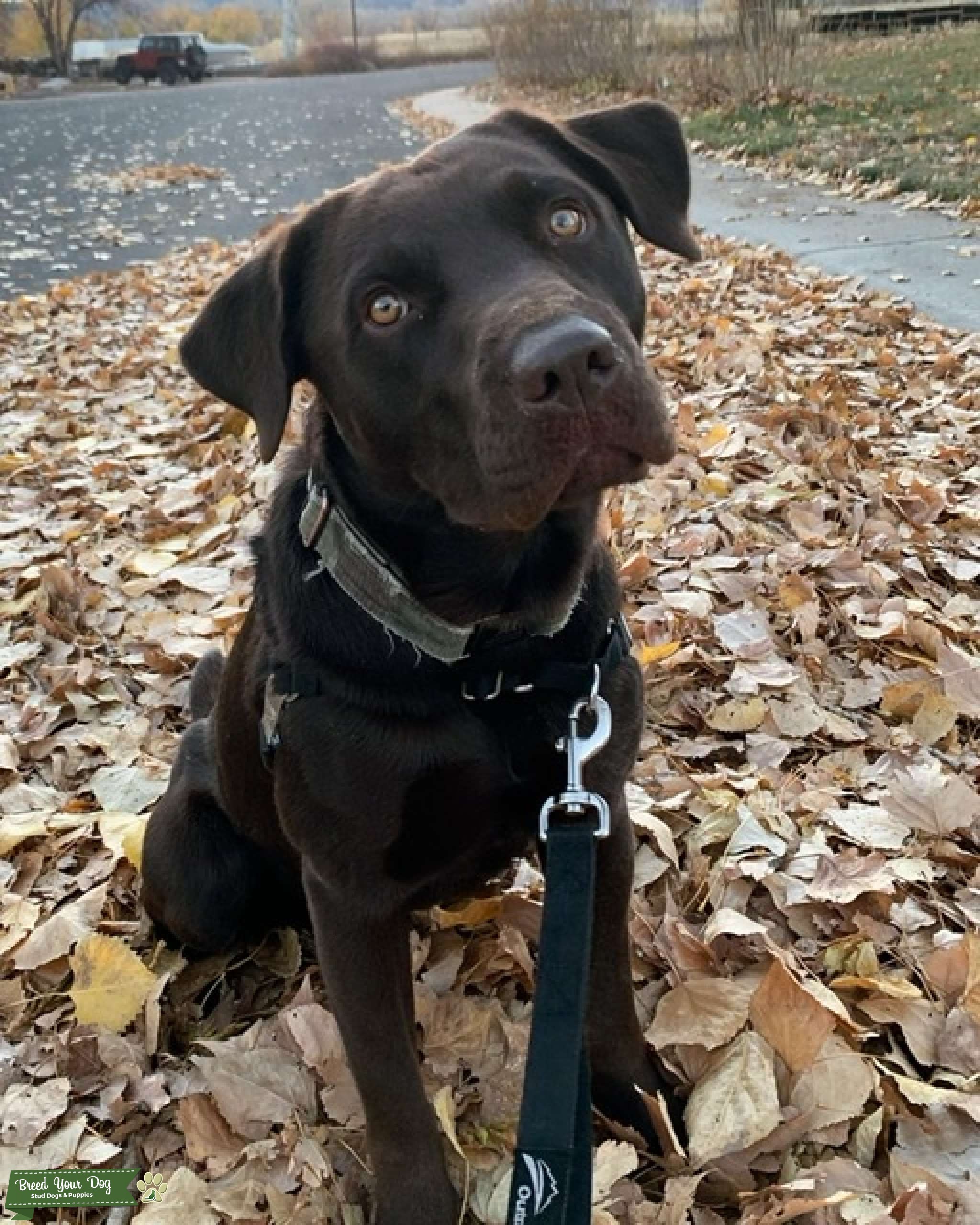 Male AKC Registered Chocolate Lab Stud Dog in Colorado, United States