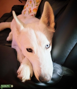 Siberian Husky Bitch Listing Image