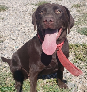 Chocolate Labrador Female looking for Stud Listing Image