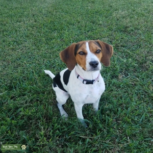 Tri Color Beagle Listing Image