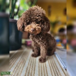 Chocolate small schoodle/poodle   Listing Image