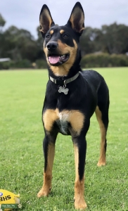 Kelpie Male Listing Image