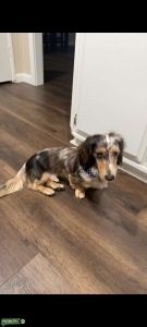 Dachshund miniature longhair  Listing Image