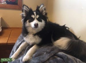 Gorgeous F2 Pomsky Listing Image