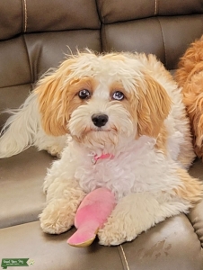 Cavapoo Listing Image