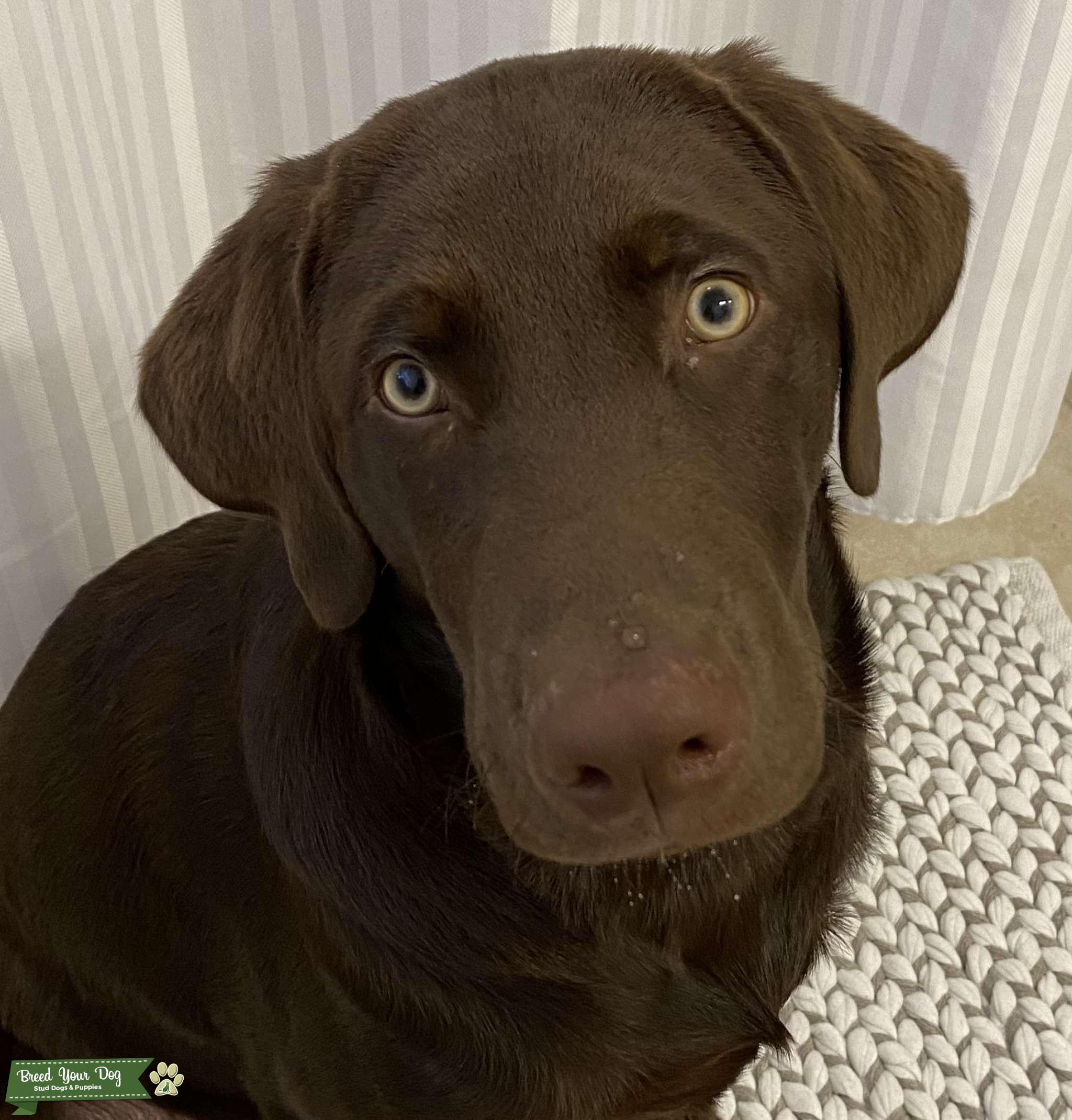 Chocolate lab Stud Stud Dog in Orlando , the United States Breed