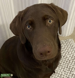 Chocolate lab Stud  Listing Image
