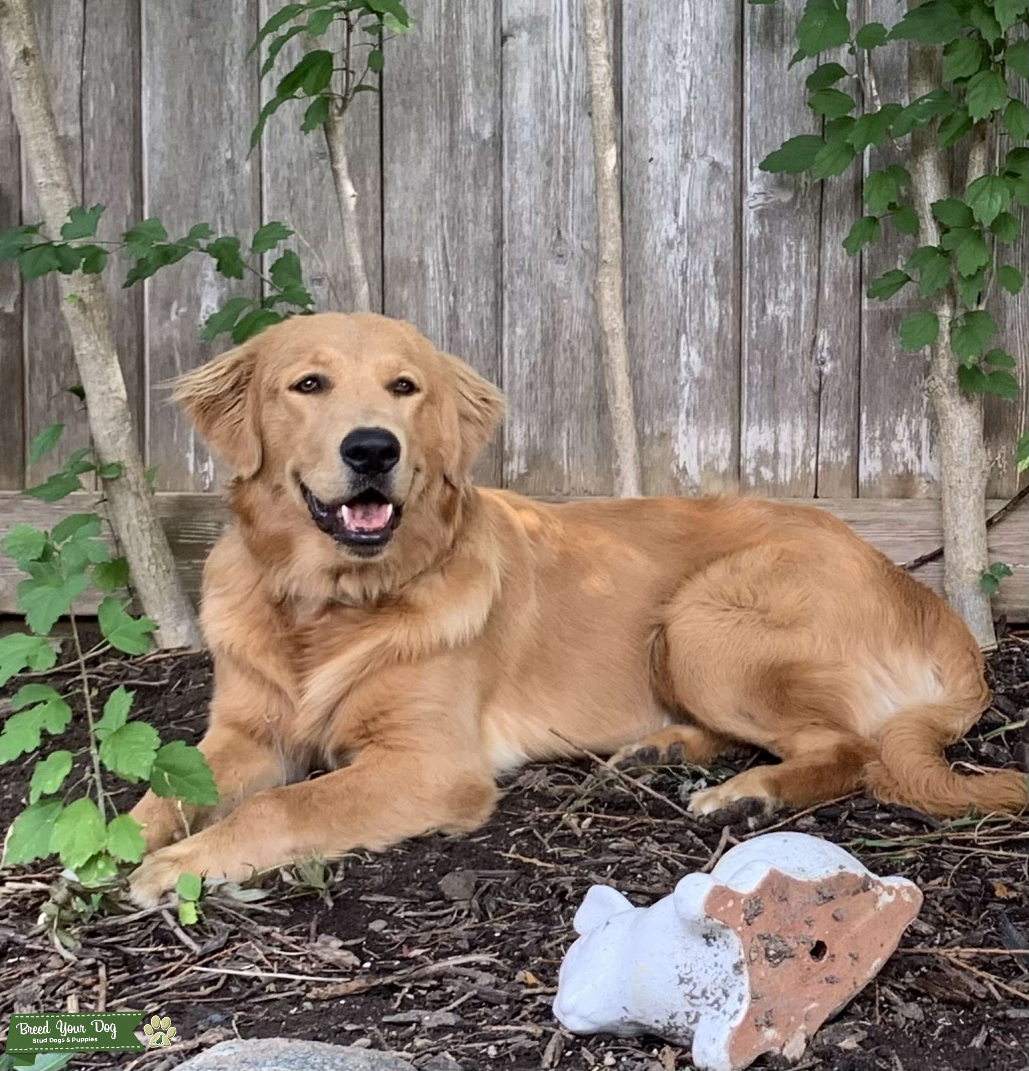 Golden retriever Stud Stud Dog Brant county Breed Your Dog