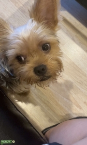 yorkie Listing Image
