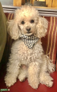 Apricot Toy Poodle Stud  Listing Image