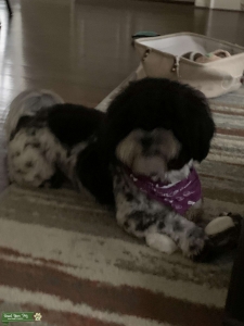 Male maltipoo looking  for a female  Listing Image