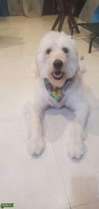 Goldendoodle 16 months Listing Image