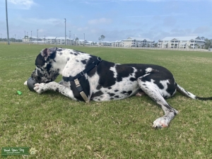 AKC REGISTERED HARLEQUIN GREAT DANE  Listing Image